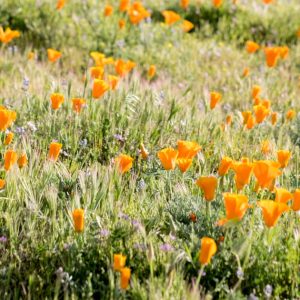 Memorial day poppies 300x300