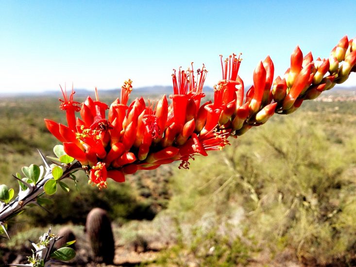 Close-up of red blooms on desert ocotillo plant