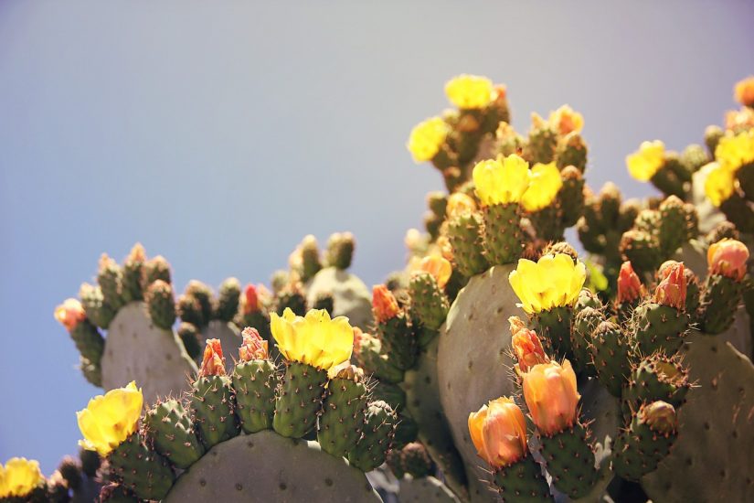 Yellow and orange prickly pear cactus blooms in the sun