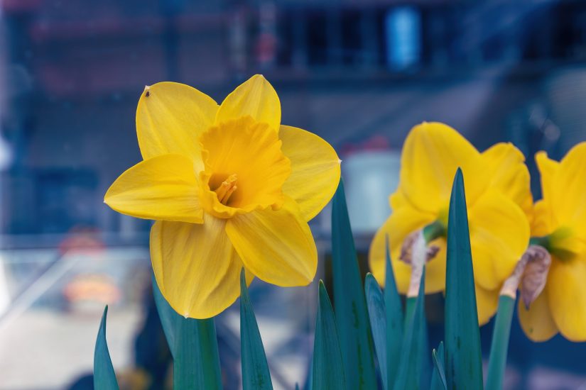 Close-up of yellow jonquil flowers outside