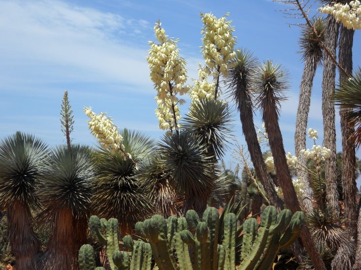 Yucca plant flowering in the desert