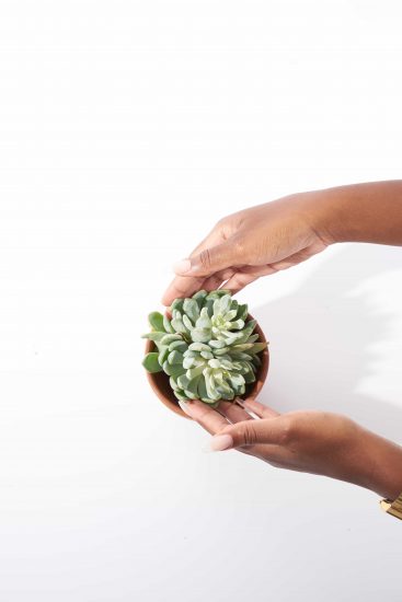 Cutting Succulent Propagation