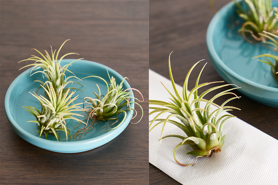 how-to-water-air-plants-the-right-way-to-keep-your-air-plant-alive