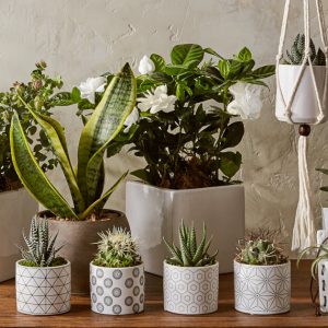 Insect repellent plants 300x300