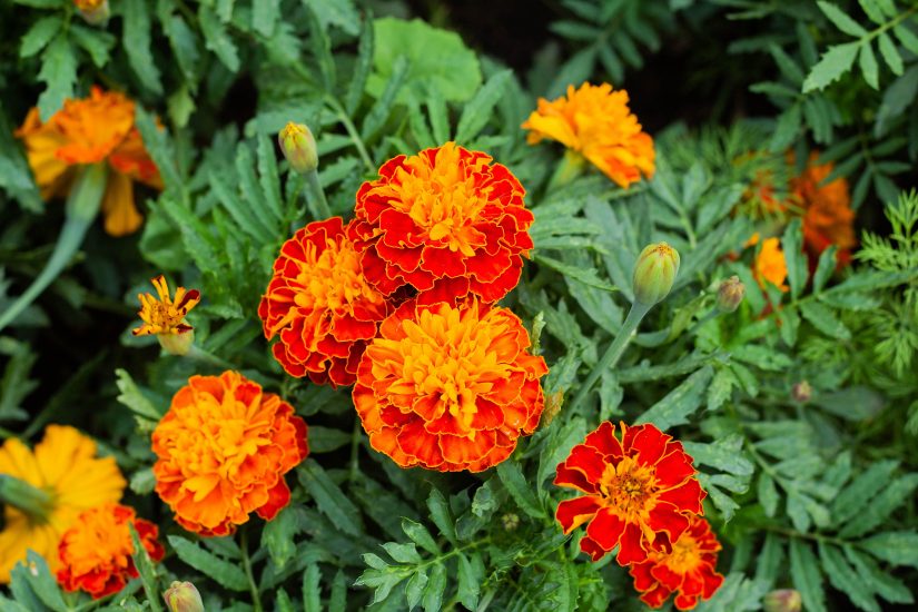 Close-up shot of orange marigold flowers blooming outside