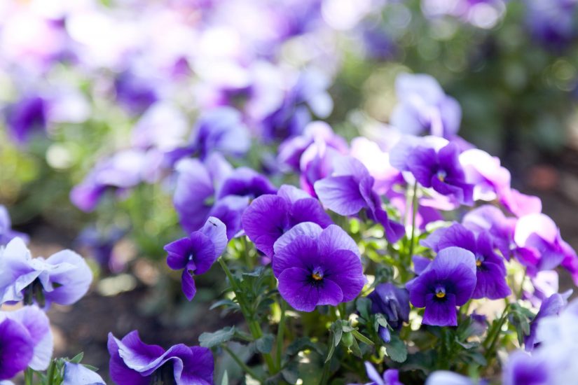 Violet flowers growing outside