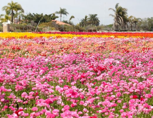 Flower Fields