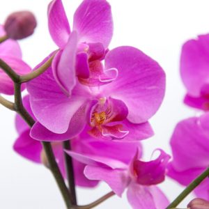 Fresh orchids delivered 300x300