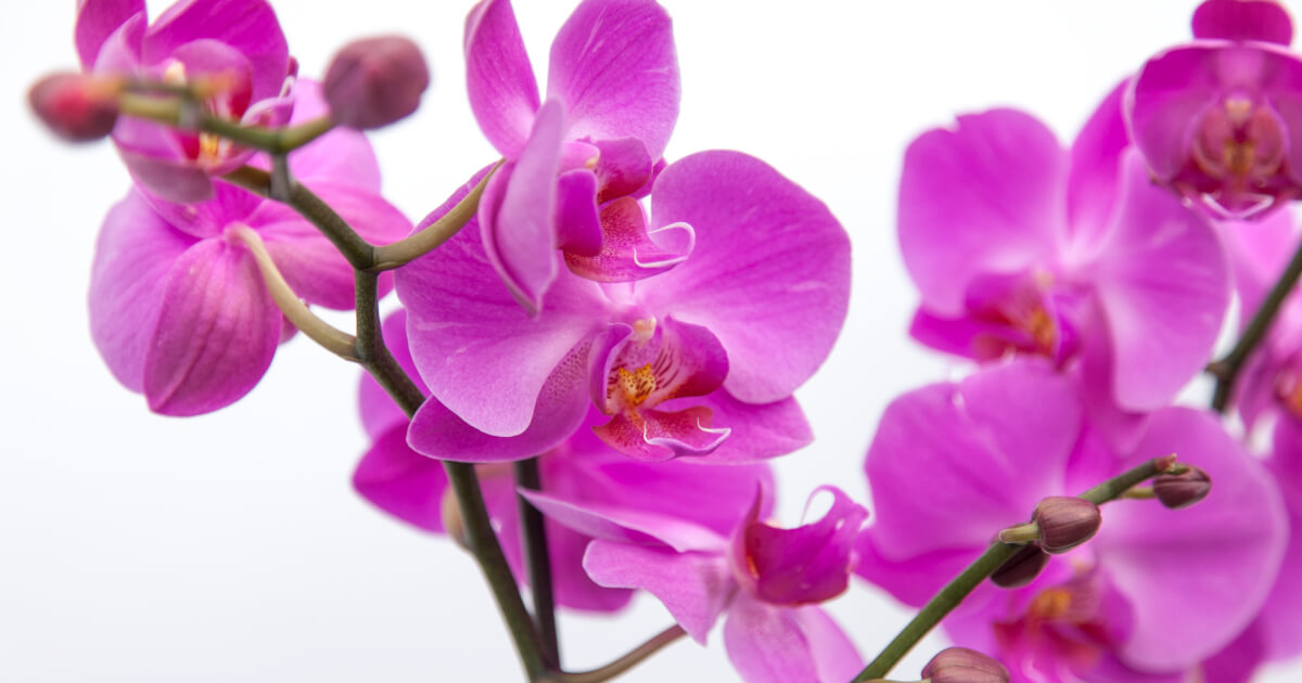 Tonic Blooms