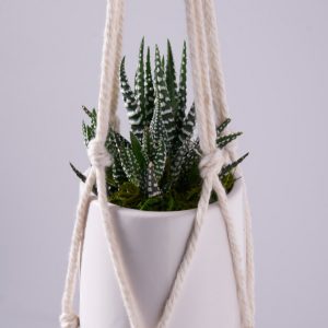 Succulent care indoor 300x300