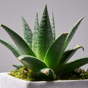 Succulents sunlight 300x300
