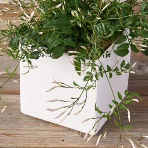 Jasmine plants 300x300