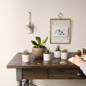 Office plant care 300x300