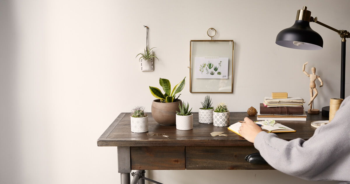 Quick Tips Taking Care of Office Plants Bouqs Blog