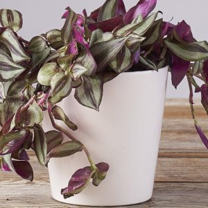 Tradescantia zebrina 300x300