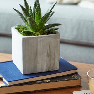 Decorating with house plants 300x300