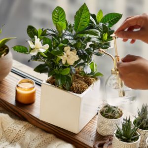 Romantic plant gifts 300x300