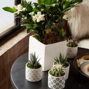 Spring cleaning plants 300x300