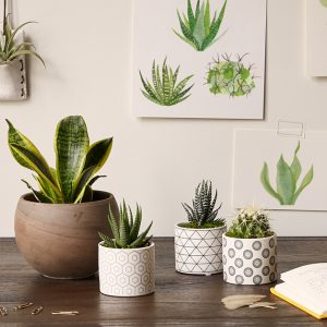 Best office plants 300x300