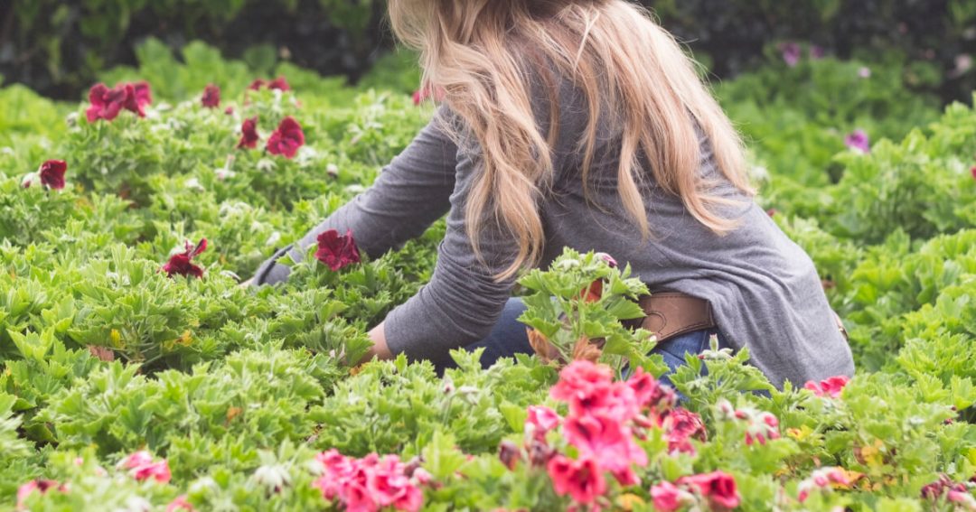 Flower Celebrations Around the World