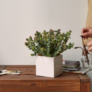 Indoor plant care on vacation 300x300