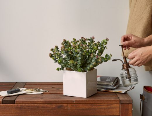 Indoor Plant Care On Vacation