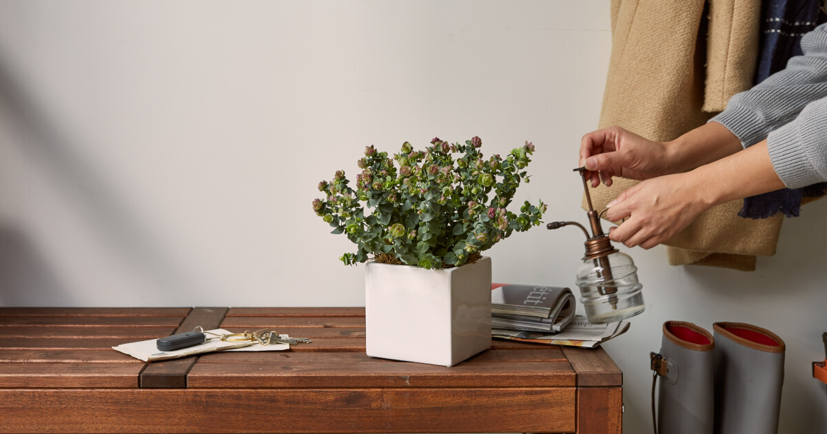 How To Keep Your Plants Alive While On Vacation Bouqs Blog Plants Alive While On Vacation, How To Care For Houseplants While On Vacation