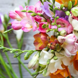 All about freesia 300x300