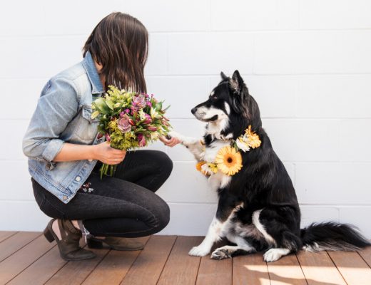 Flowers Safe For Dogs