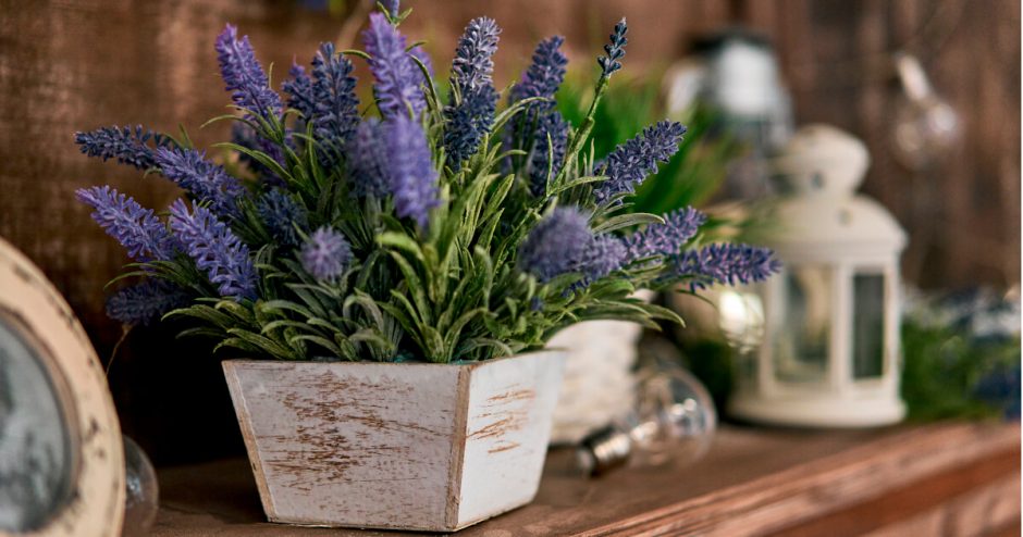 Potted Lavender Summer