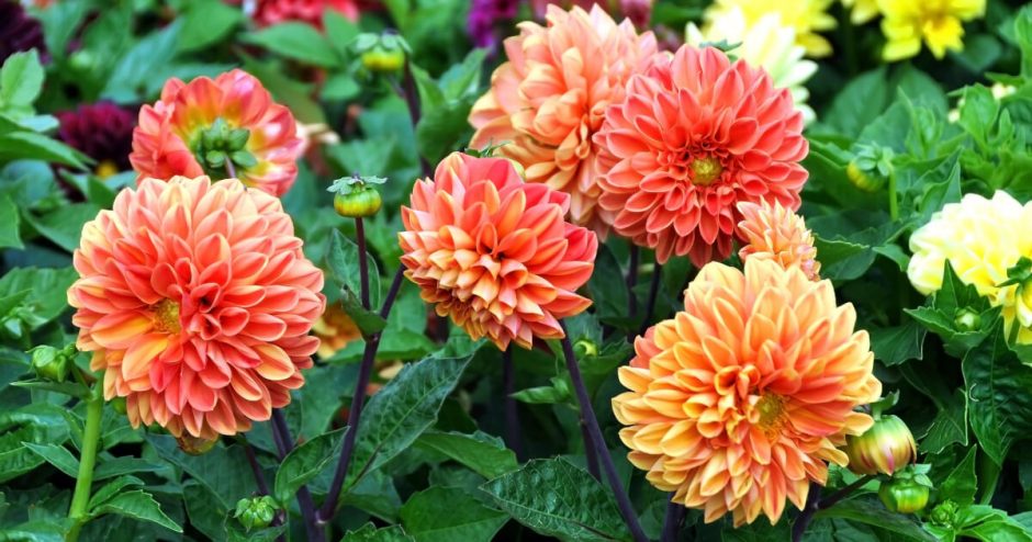 dahlias growing outside in pink and orange colors