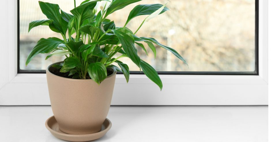 Tropical Houseplant Window Sill