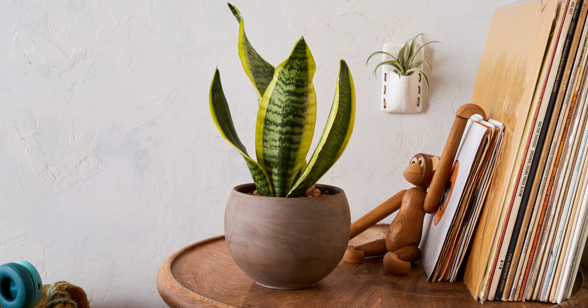 az plant Buy AZ Ice Plant Copper Phoenix, AZ | Malephora crocea main image 1