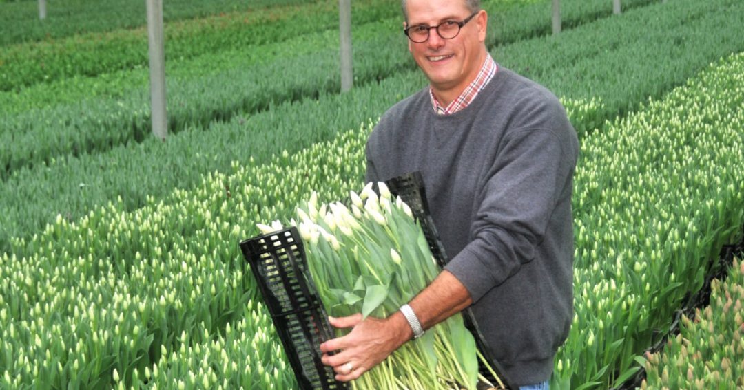 Farmer Lane Holding Tulips