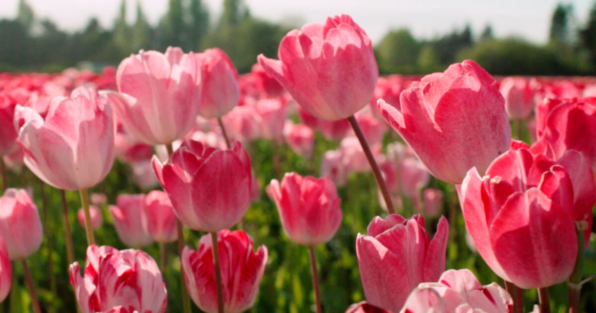 Pink Tulip Farm