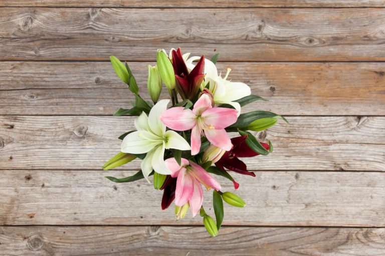 The Difference Between Lilies and Calla Lilies Bouqs Blog