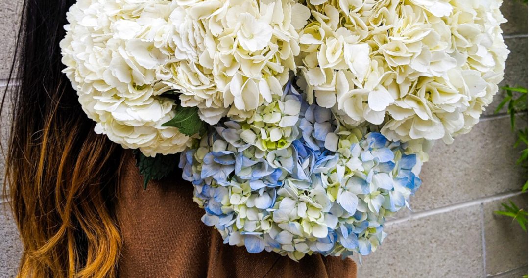 Color of Hydrangeas