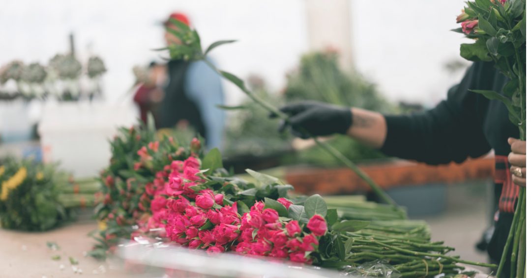 Pink Spray Roses Being Sorted By Gloved Hands At a Farm