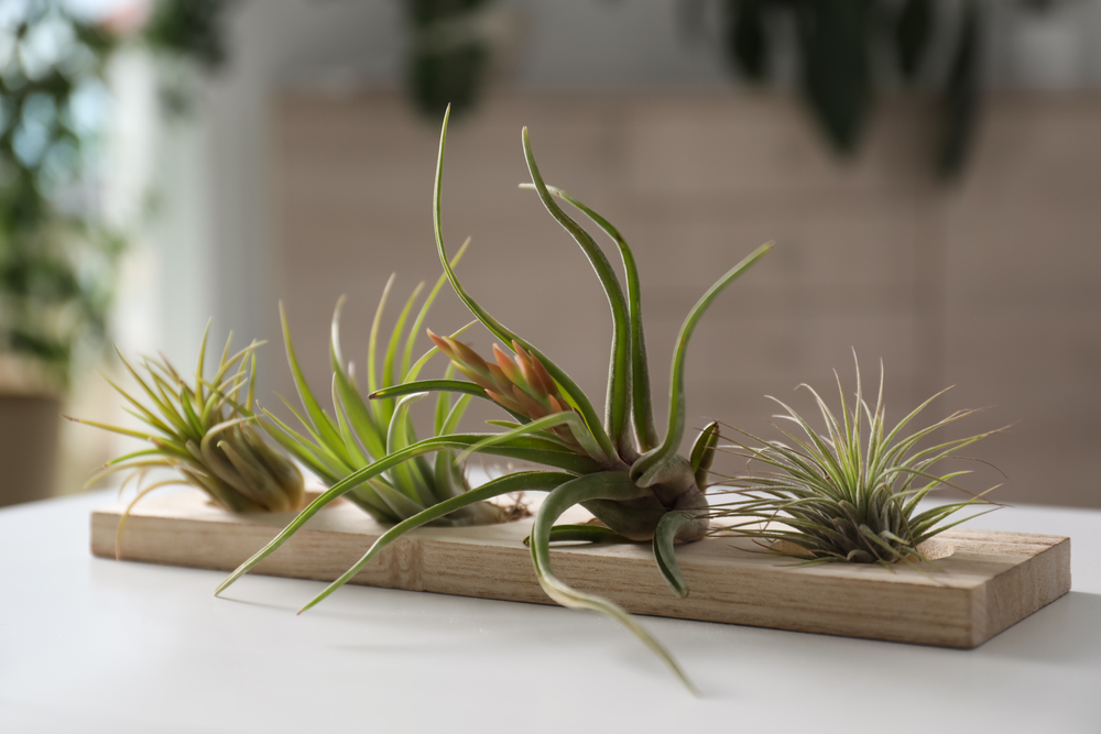 Various tillandsia air plants on a board