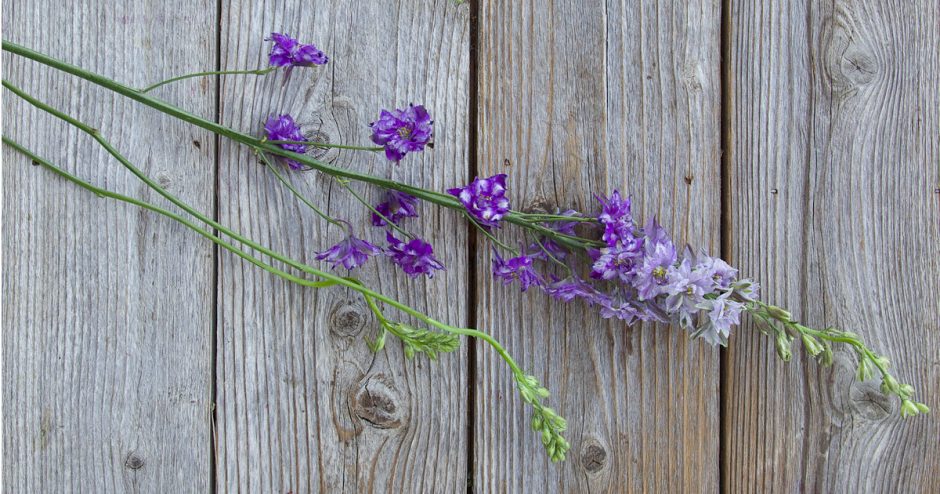 Purple Larkspur Flowers in the Delphiniums Family Growing on a Green Stalk