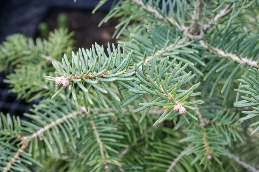 Concolor Fir Tree