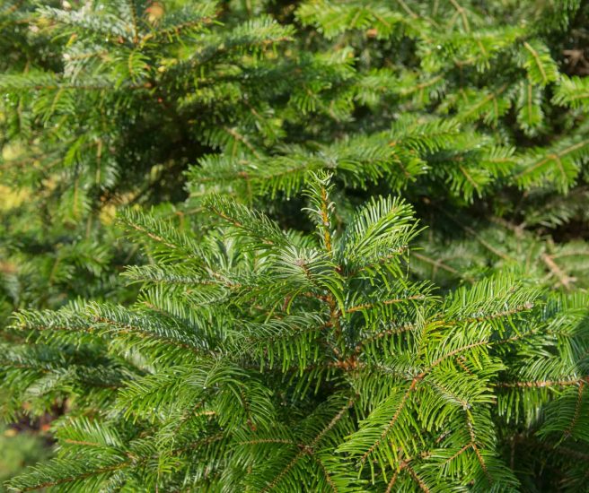 Grand Fir