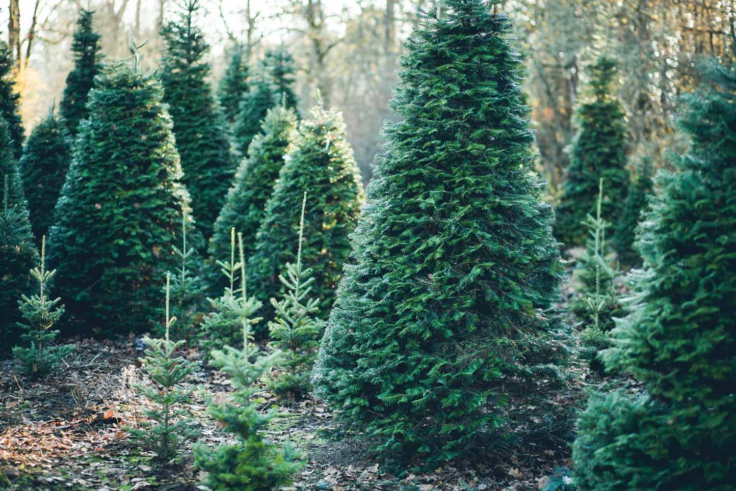 The 15 Best Types of Christmas Trees Bouqs Blog