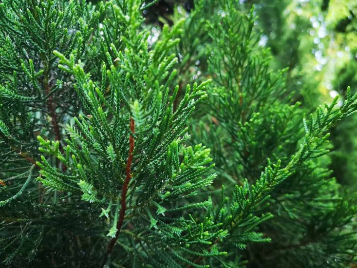 Eastern Red Cedar