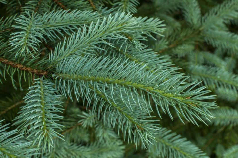 White Spruce