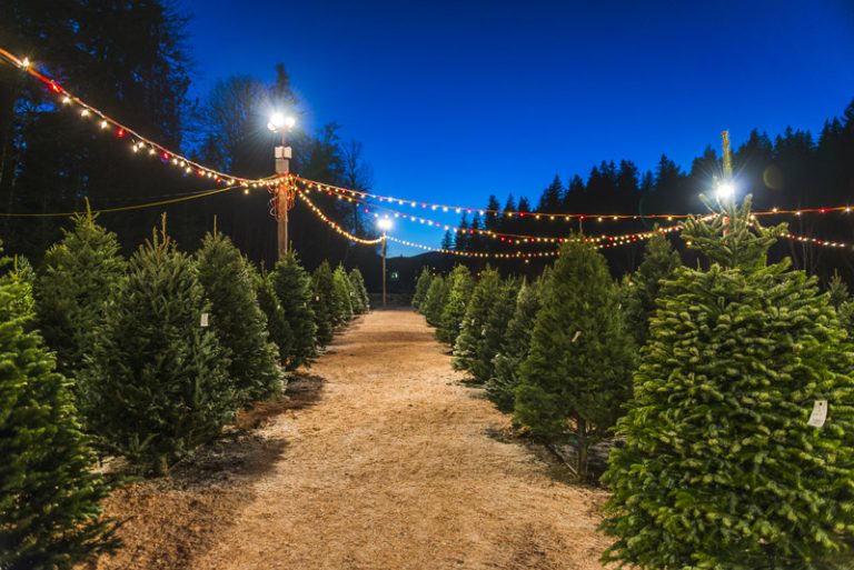 The 15 Best Types of Christmas Trees Bouqs Blog