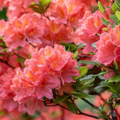 Peach-pink azalea blooms.