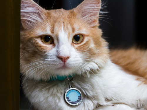 White and orange long haired cat with personalized name tag.