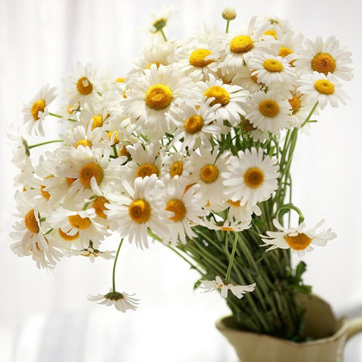 Bright yellow and white daisies.