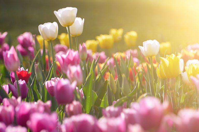 37 Best Spring Flowers: Images & Planting Info | Bouqs Blog